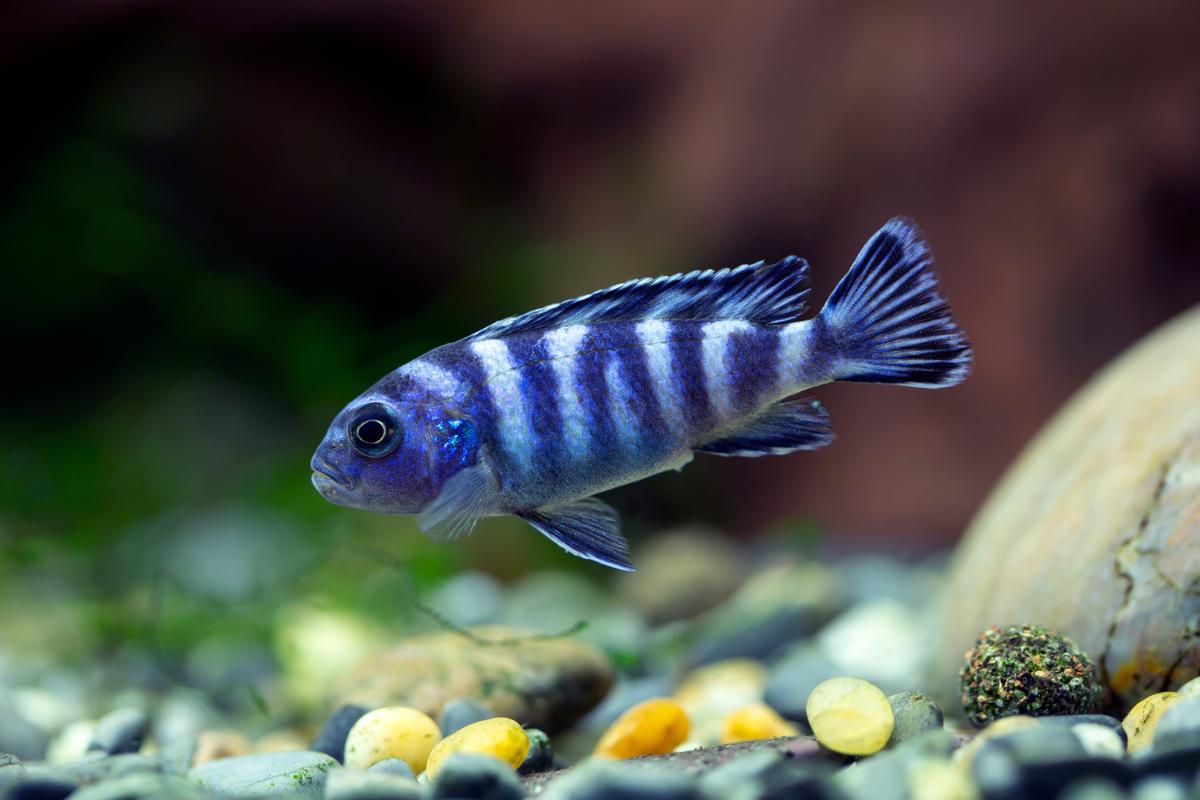 An image of a Dwarf Mbuna