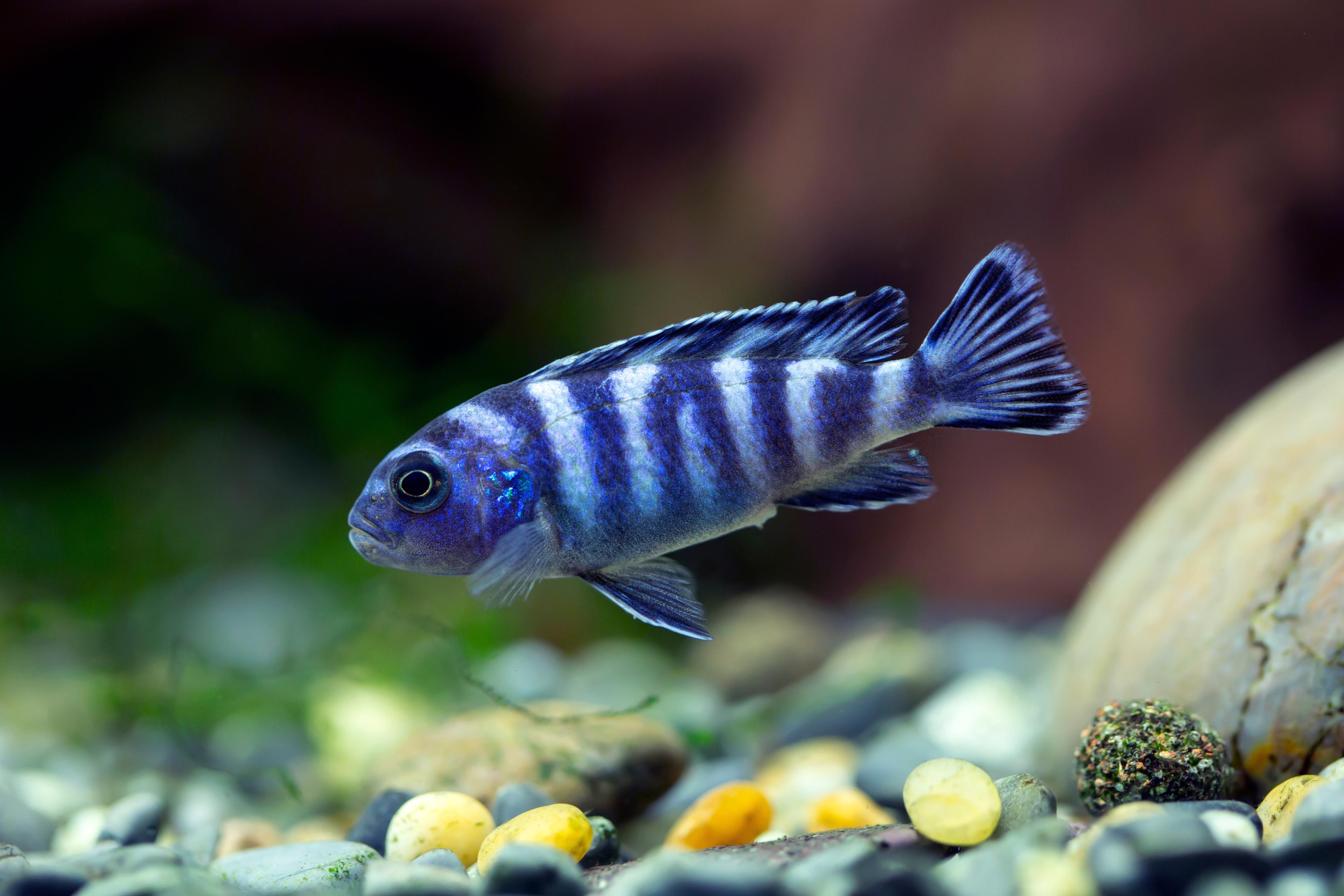 A photo of Dwarf Mbuna