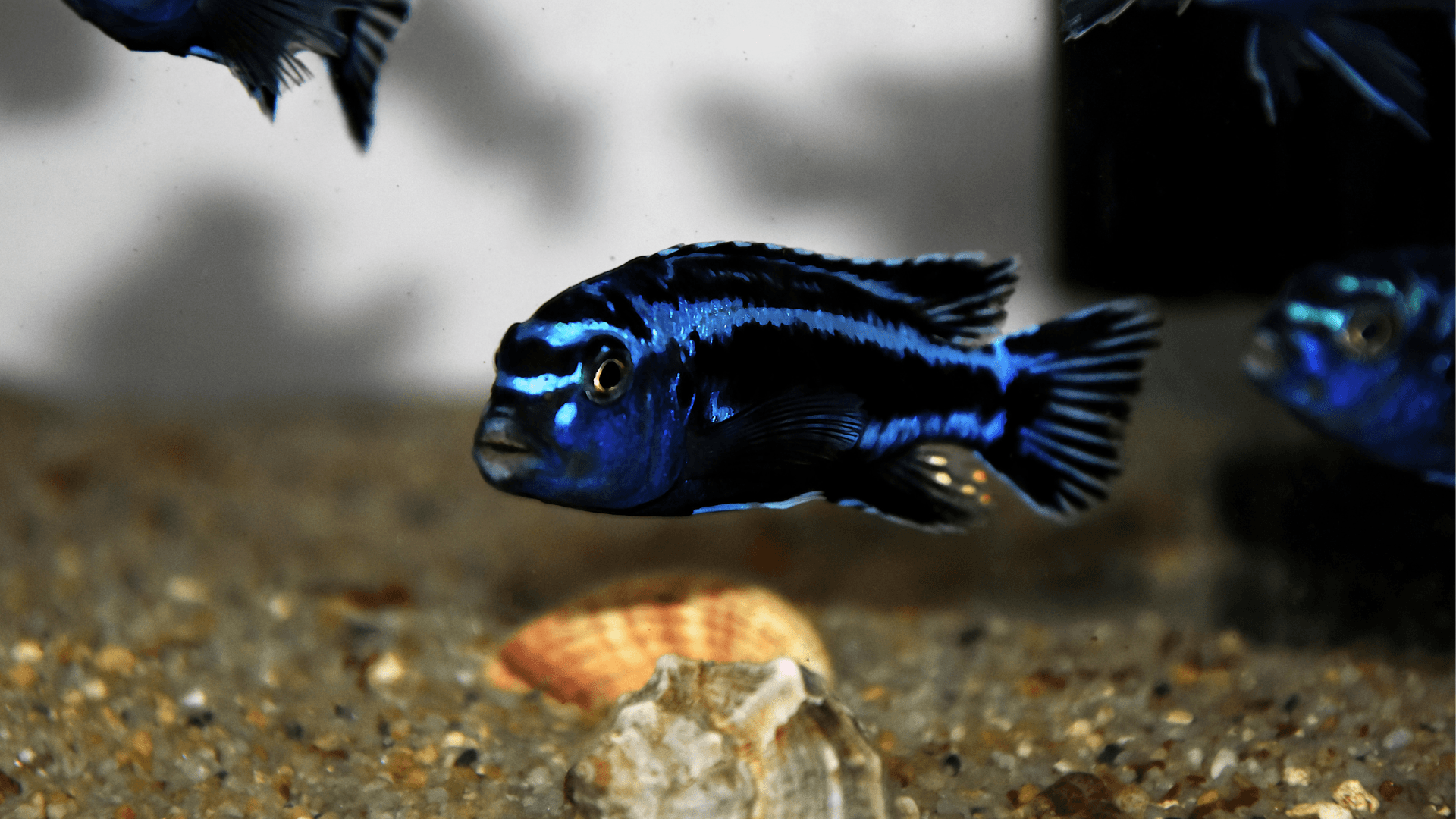 A photo of Blue johanni cichlid
