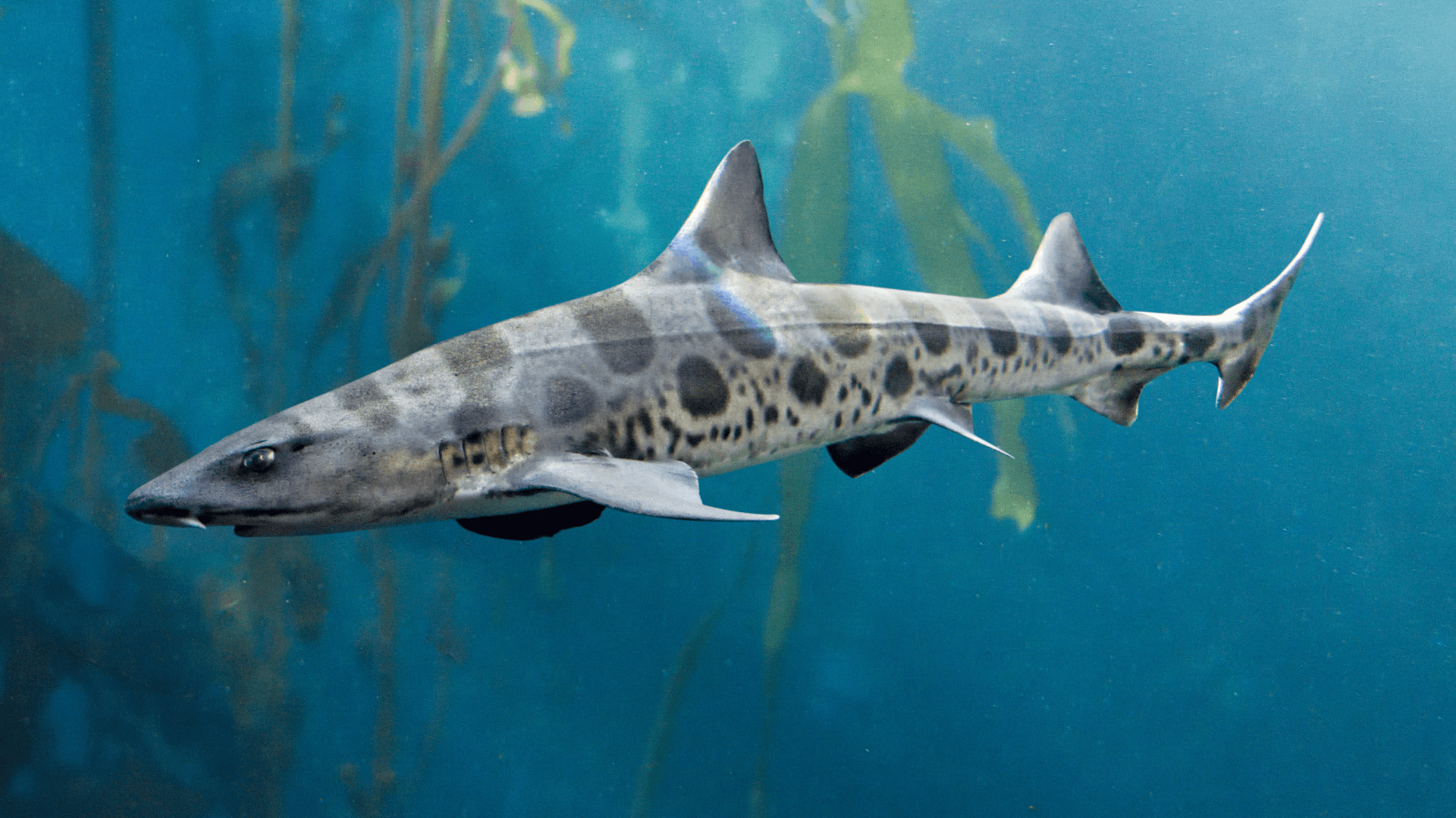 A photo of Leopard shark