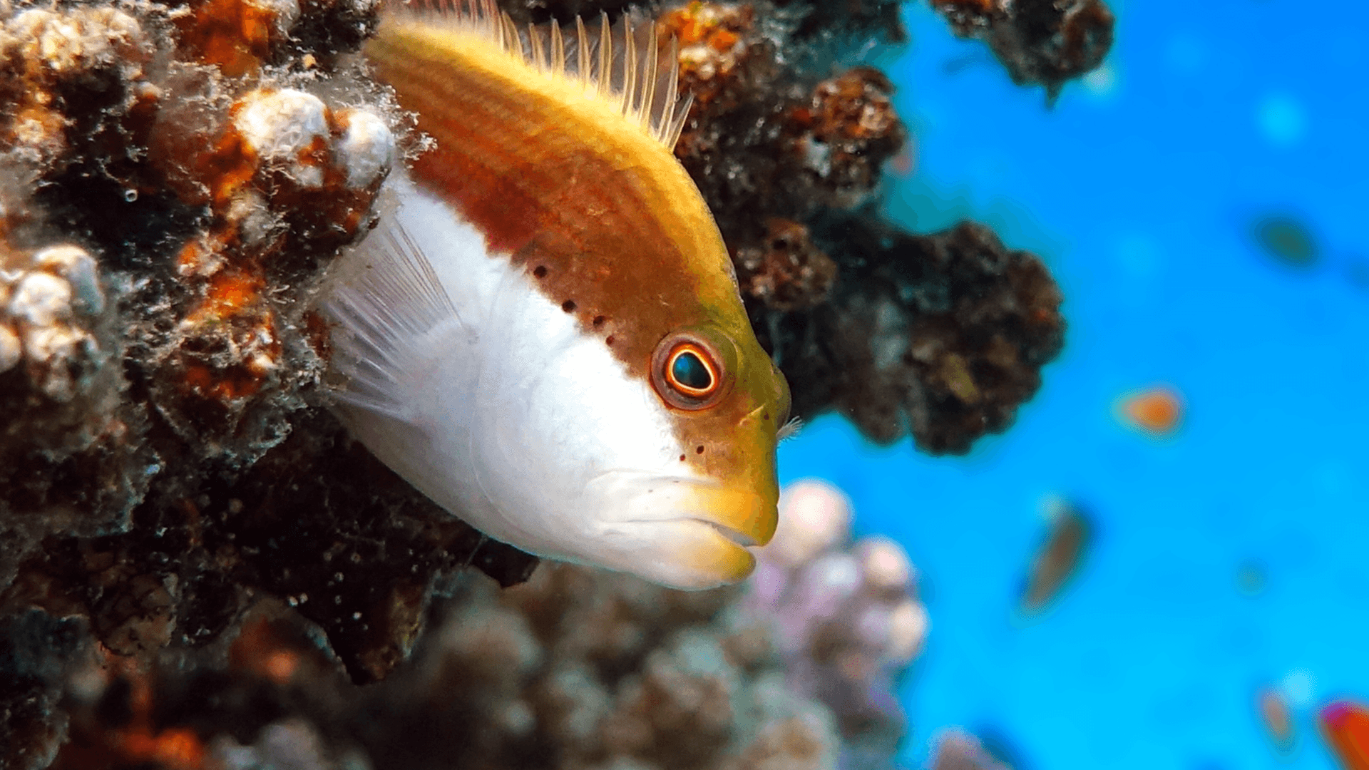 A photo of Hawkfish