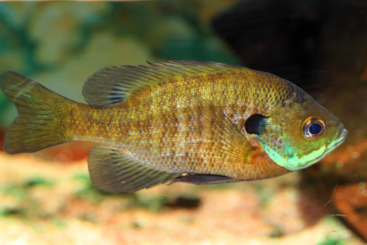 An image of a Bluegill