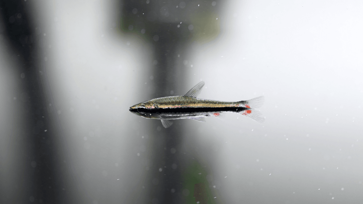 An image of a One-lined Pencilfish