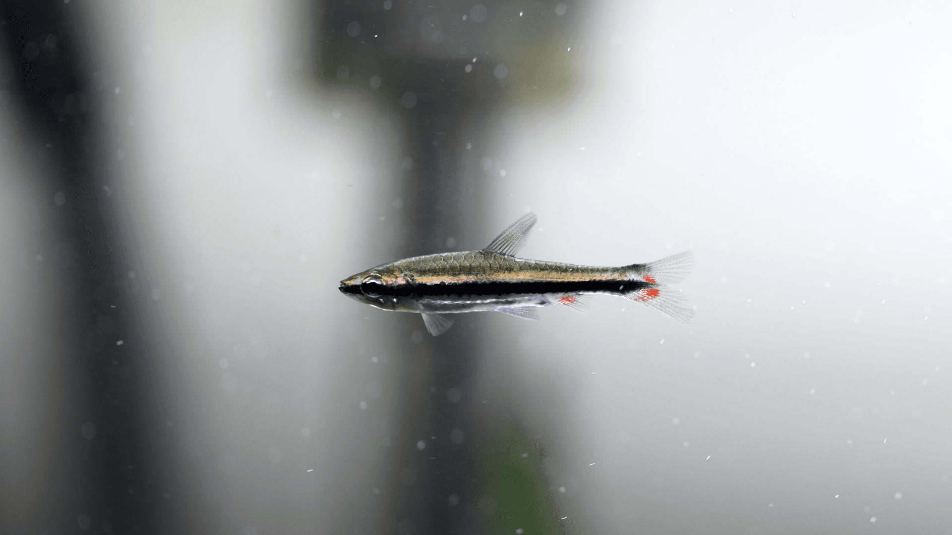 A photo of One-lined Pencilfish