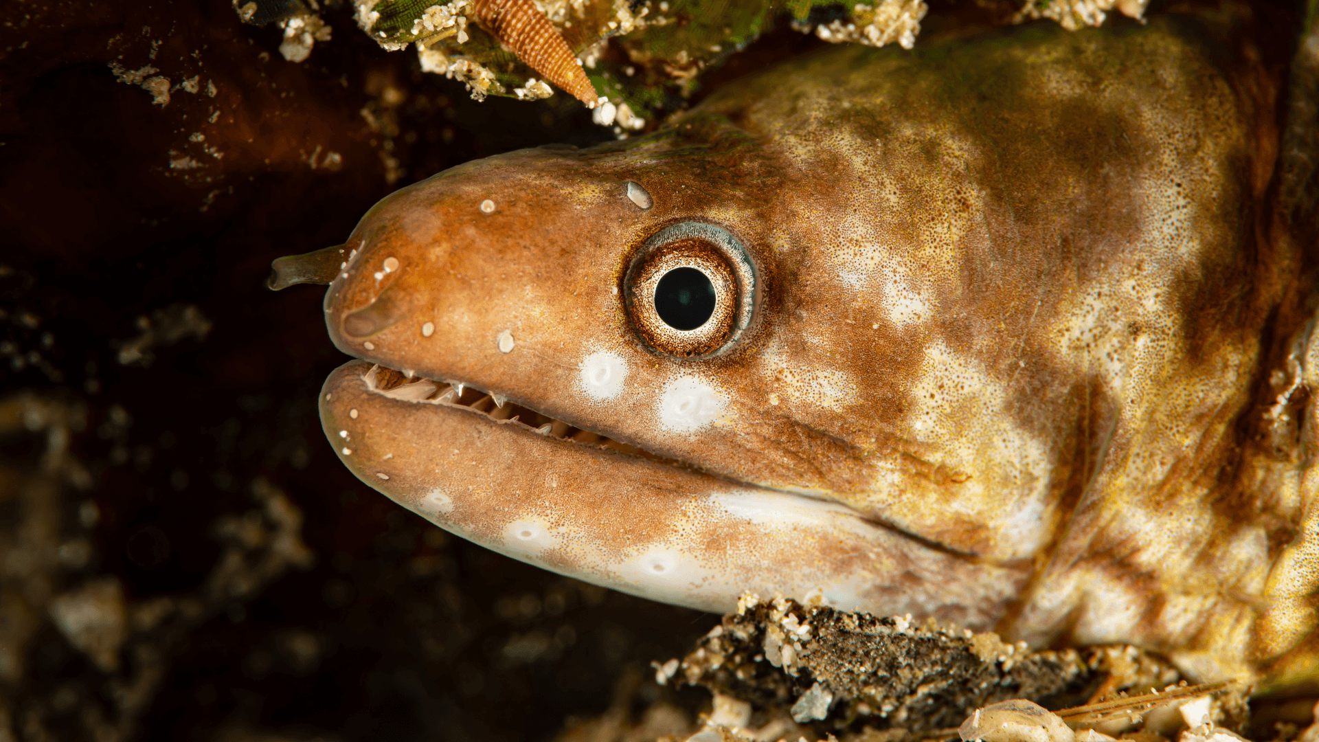 A photo of Banded eel