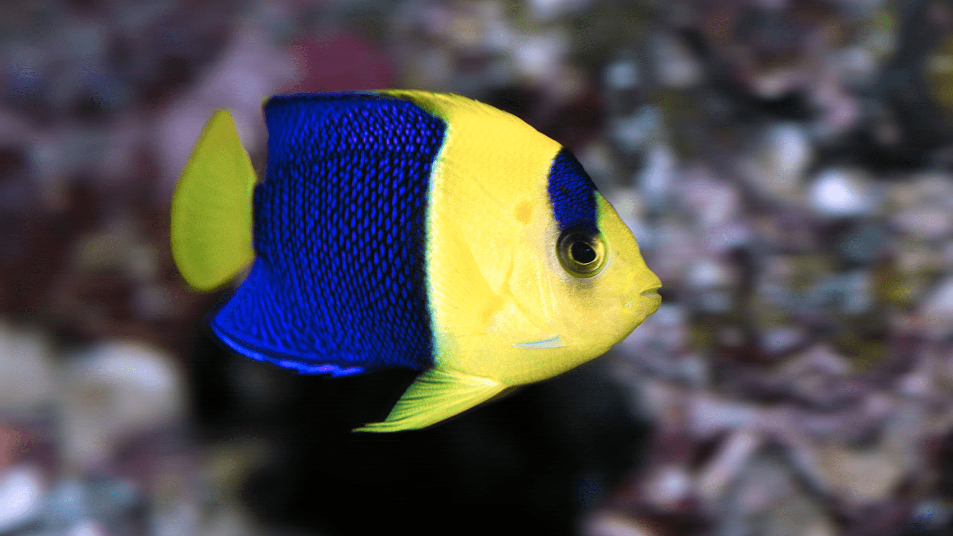 A photo of Bicolor angelfish