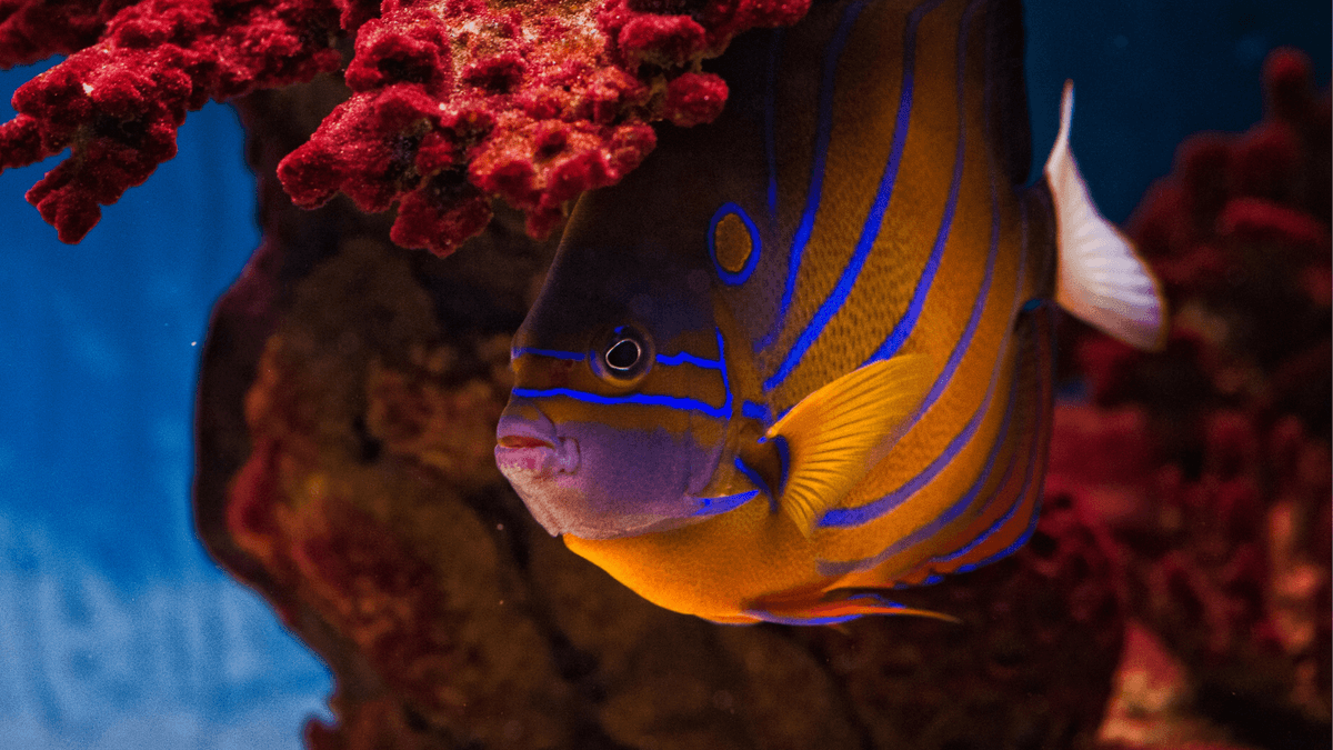 An image of a Blue ring angelfish