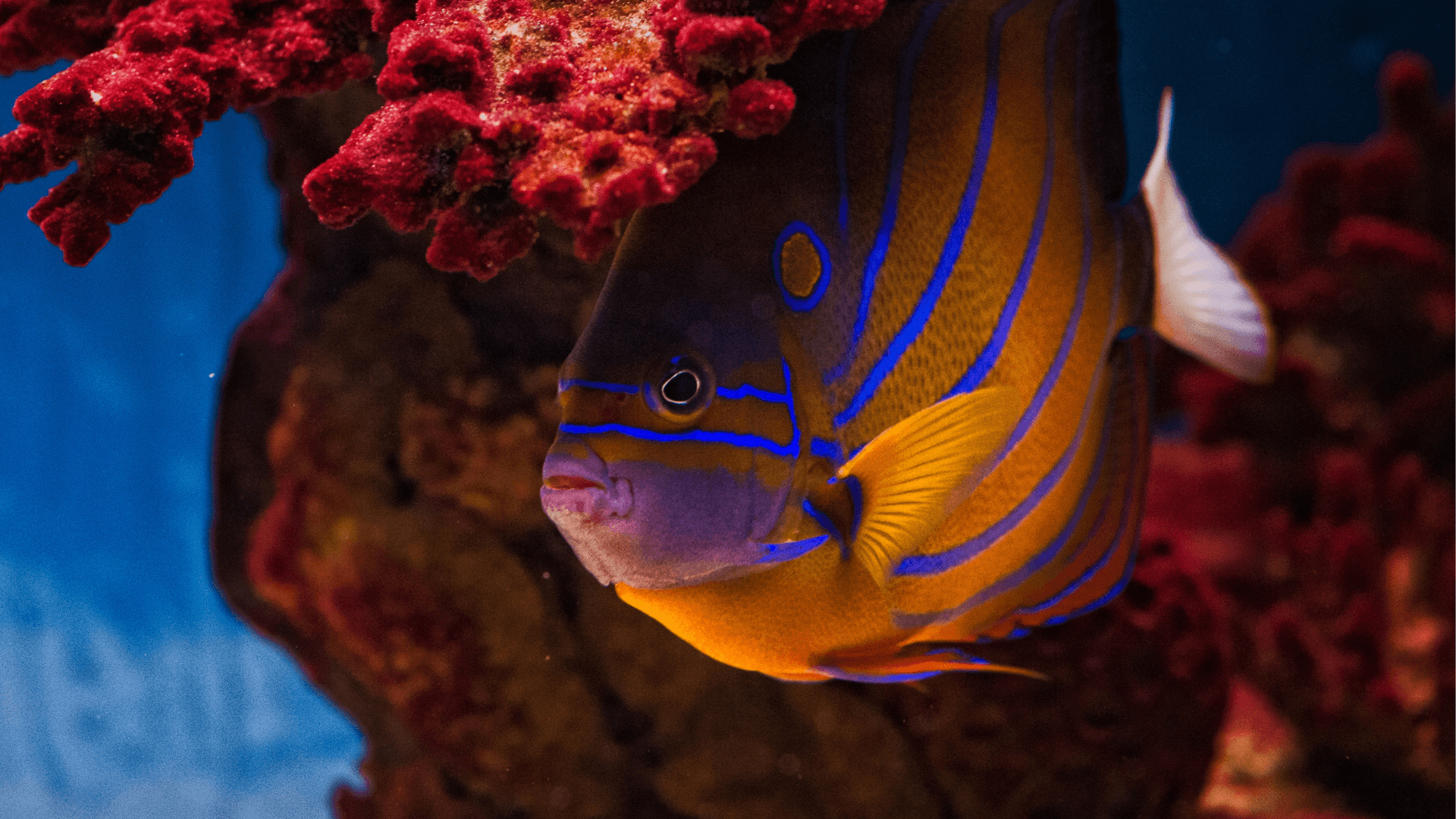 A photo of Blue ring angelfish