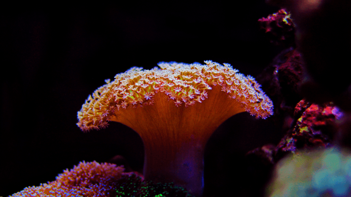 An image of a Toadstool Leather Coral