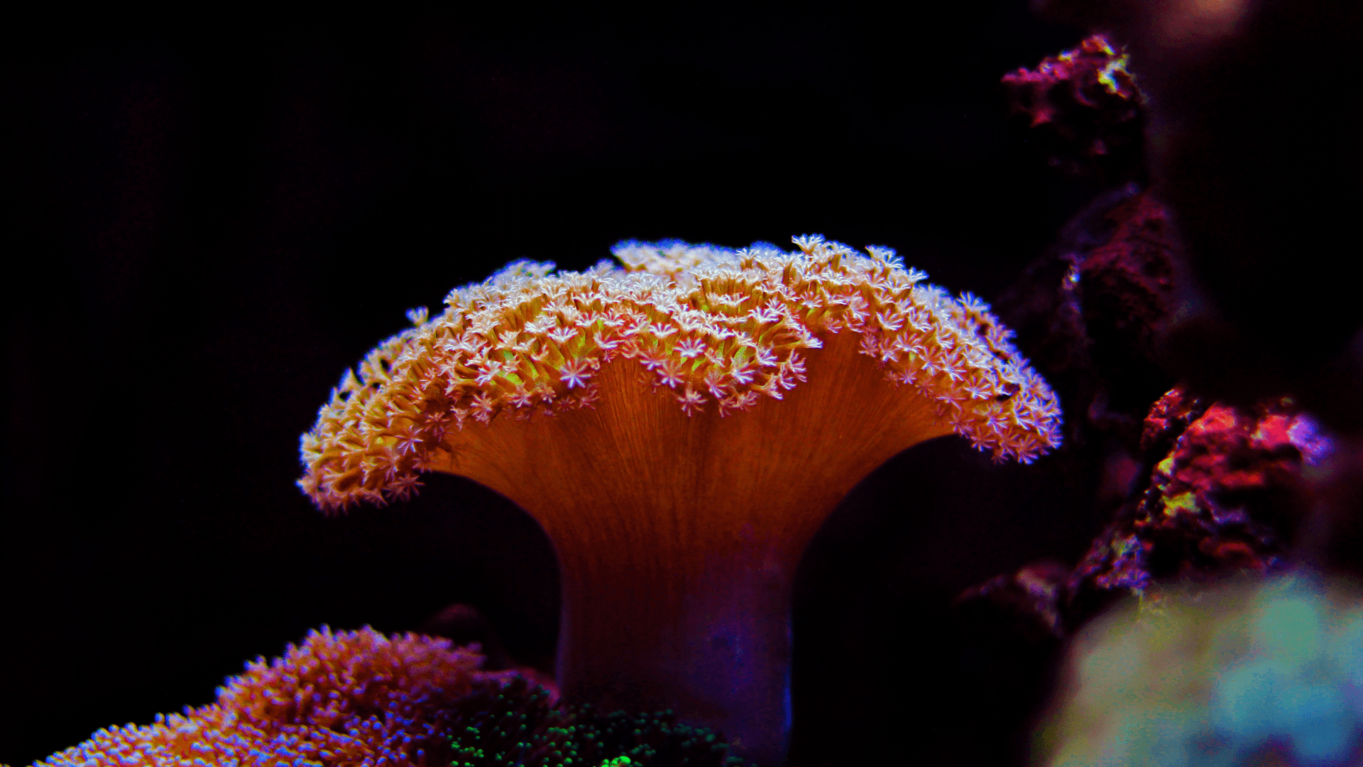 A photo of Toadstool Leather Coral