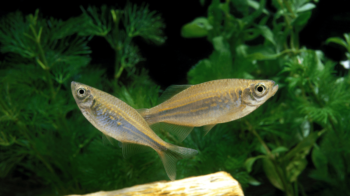 An image of a Giant danio