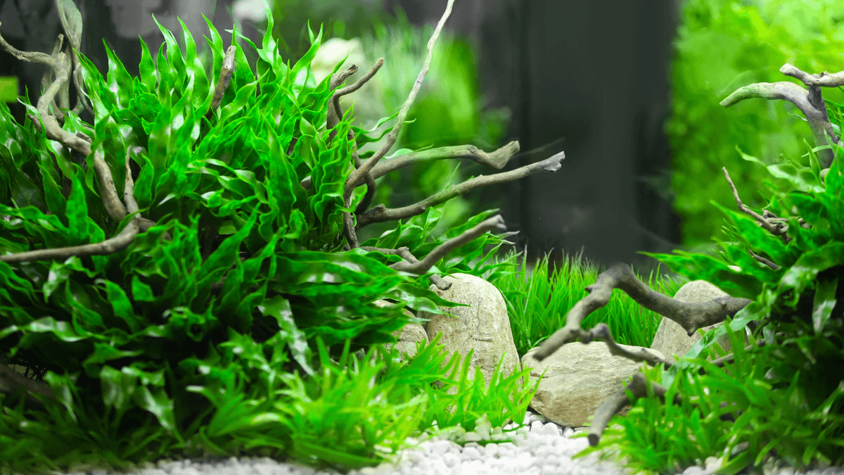An image of a Common Latin and Greek Terms In Aquarium Plants