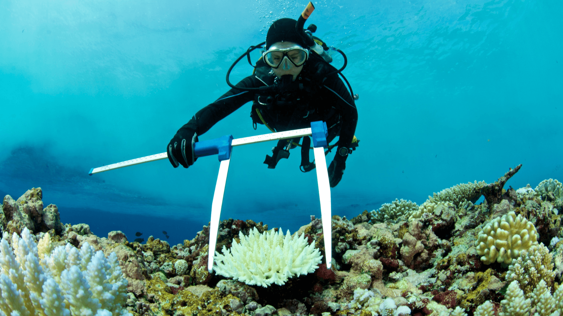 A photo of Conservation