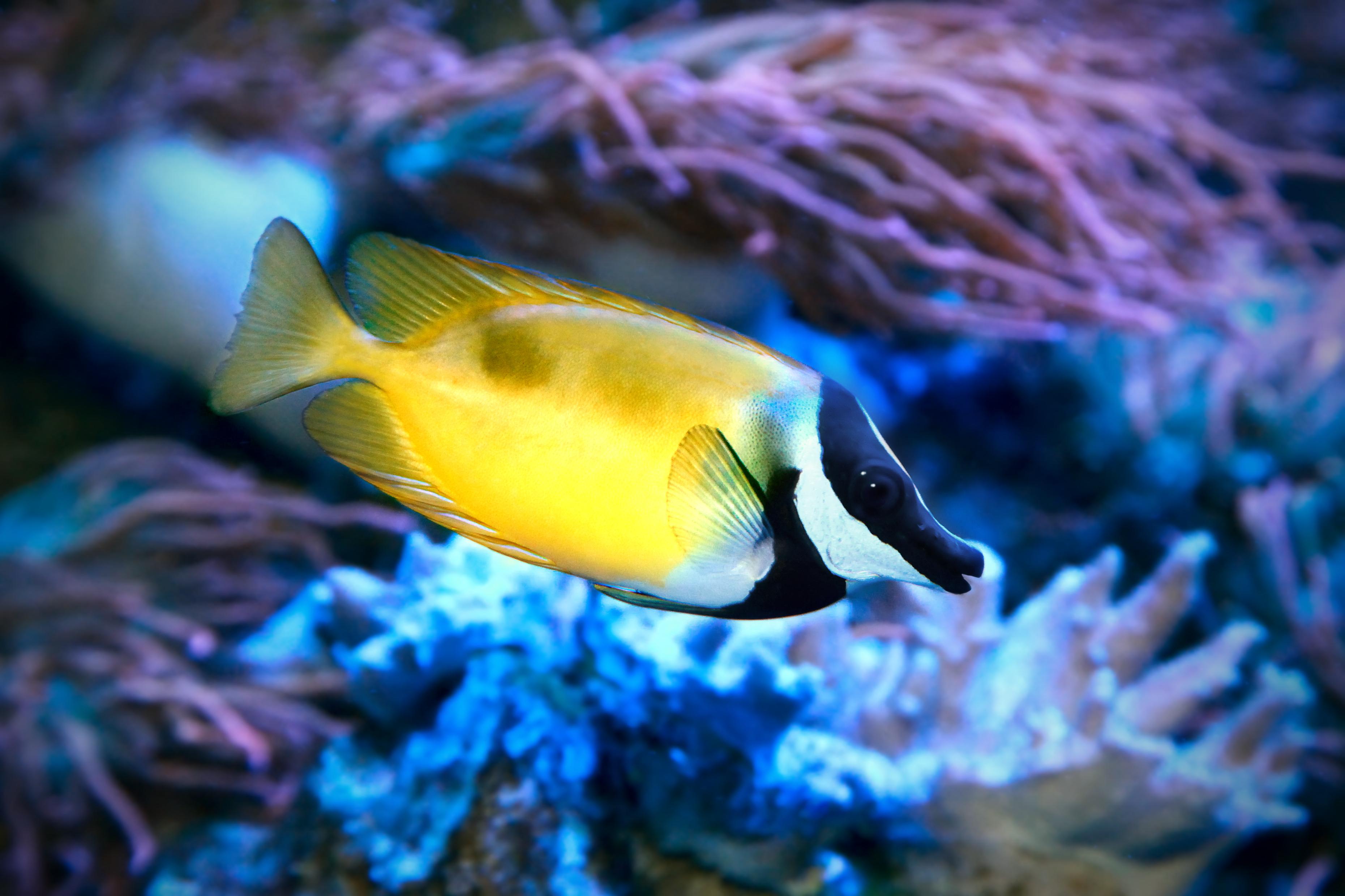 A photo of Rabbitfish