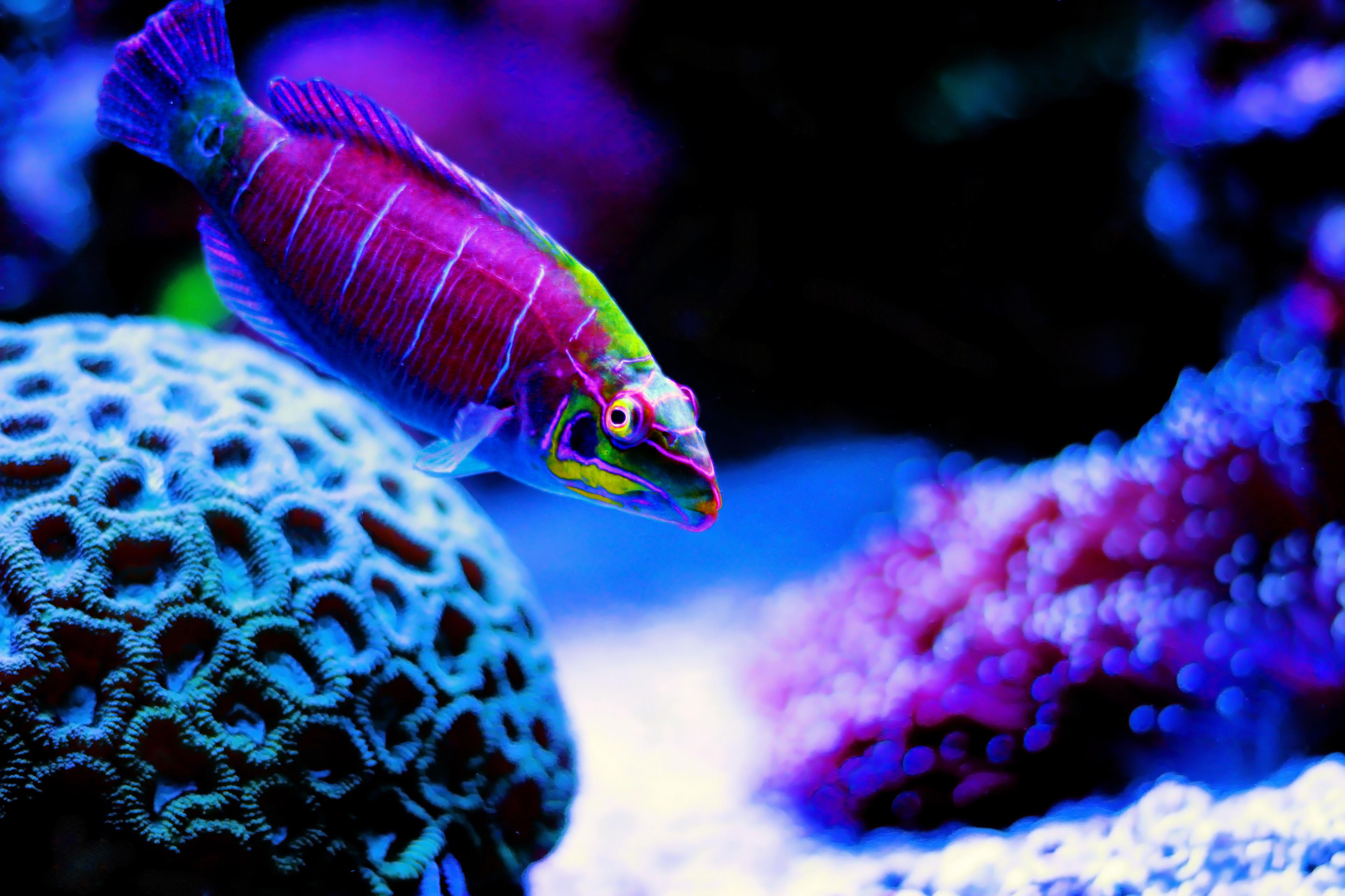 A mystery wrasse next to a brain coral