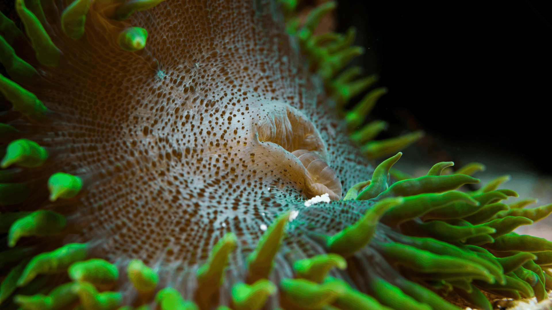 A photo of Rock Flower Anemone