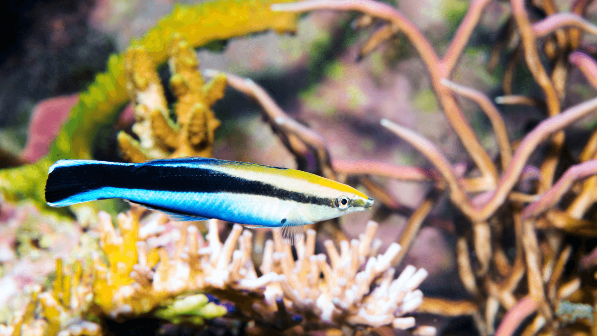An image of a Hawaiian cleaner wrasse
