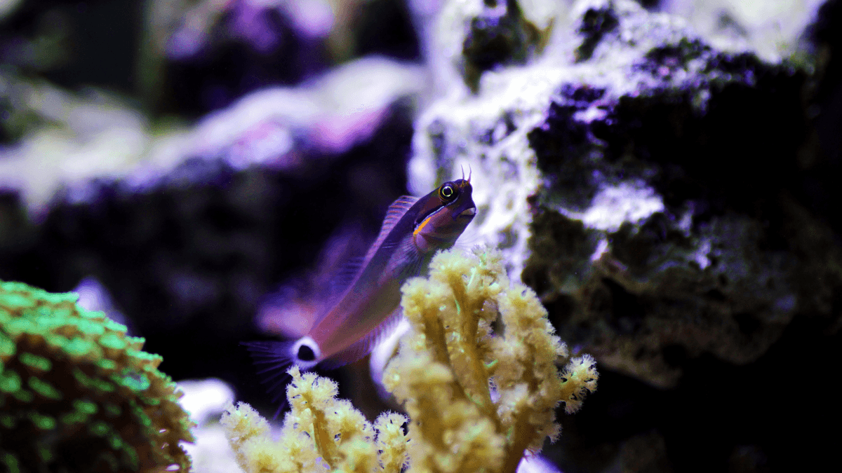 An image of a Tail spot blenny