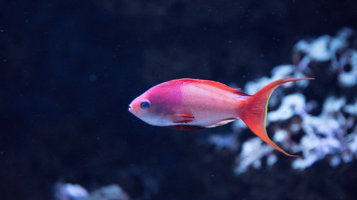 An image of a Threadfin anthias