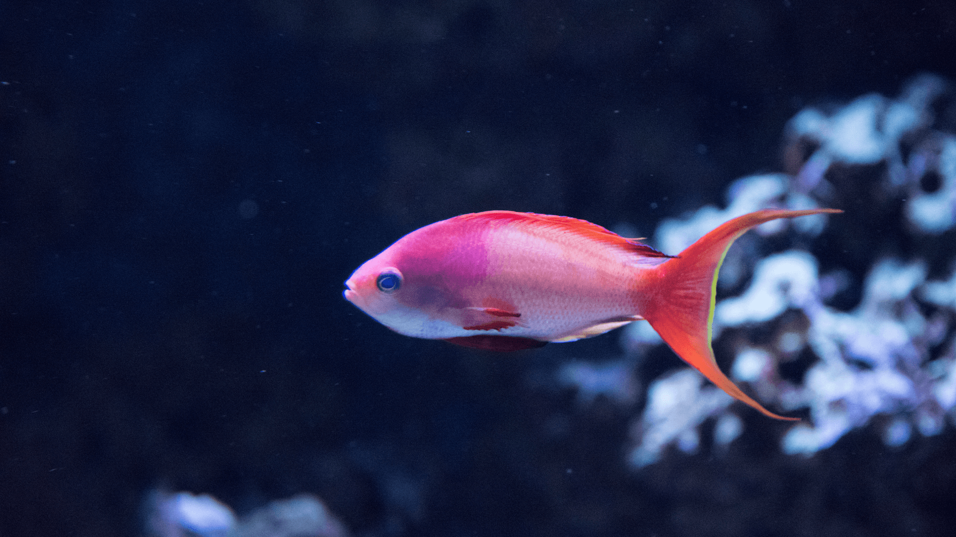 A photo of Threadfin anthias