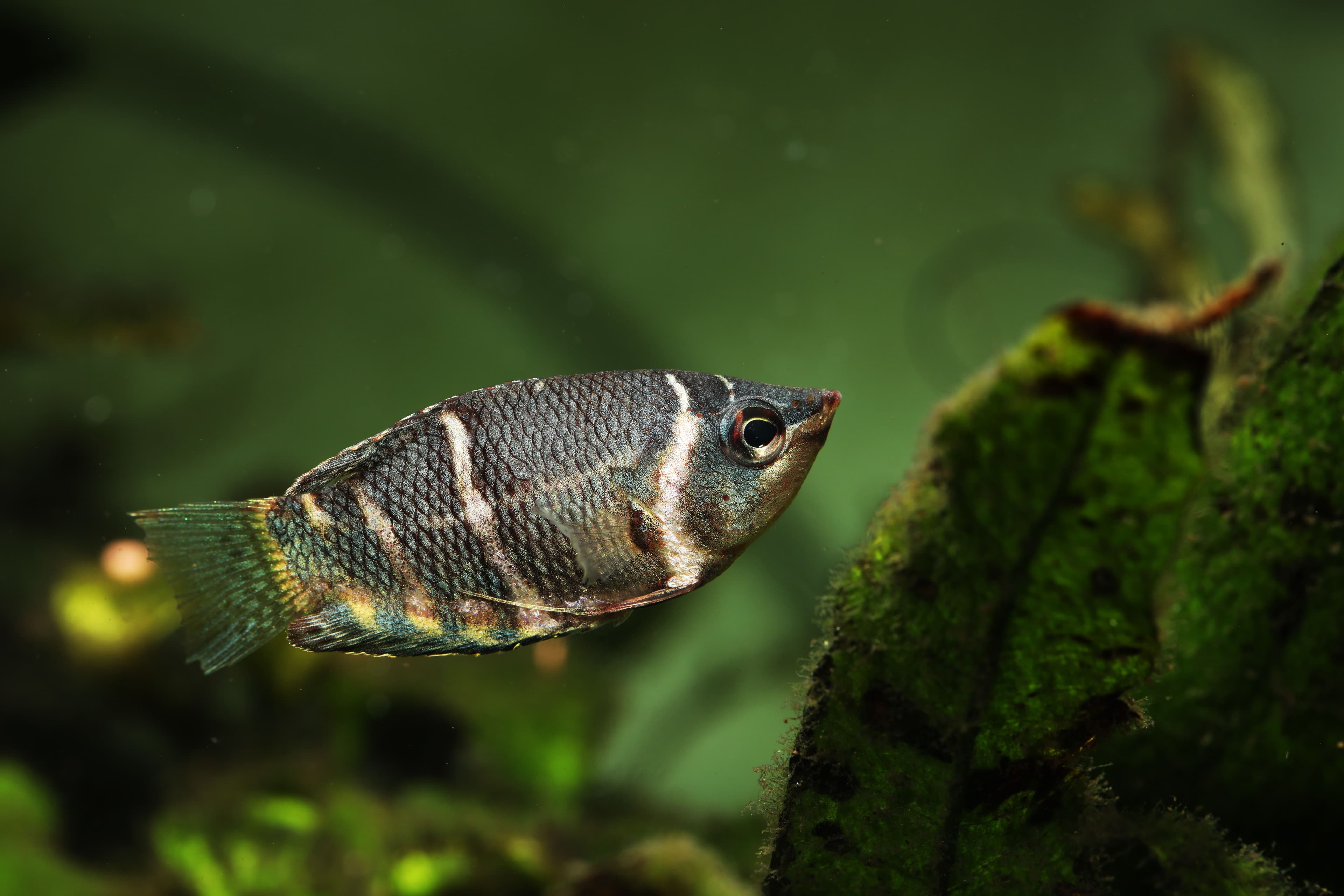 A photo of Chocolate gourami
