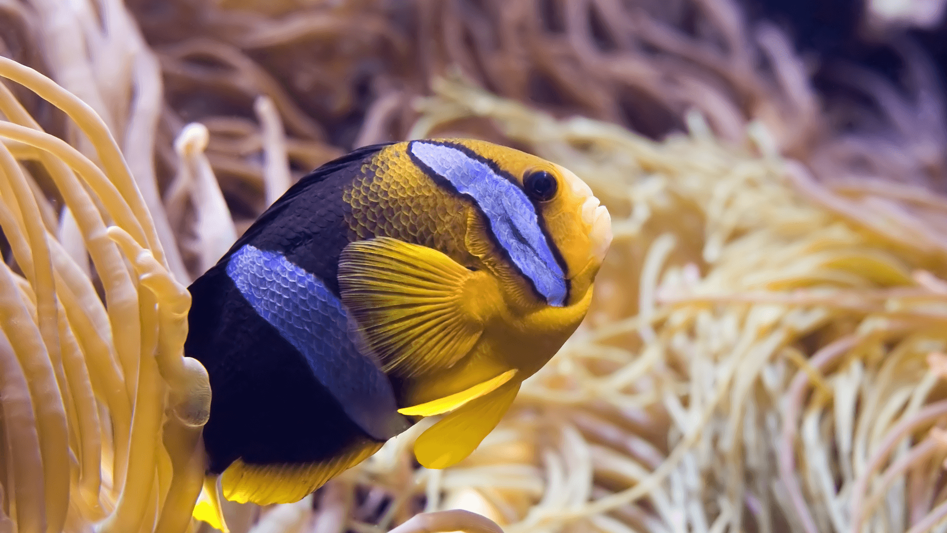 A photo of Clarkii anemonefish