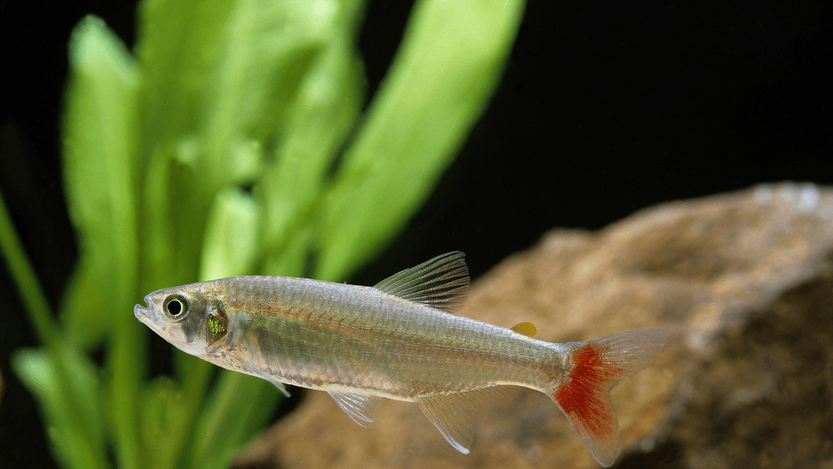 An image of a Bloodfin tetra