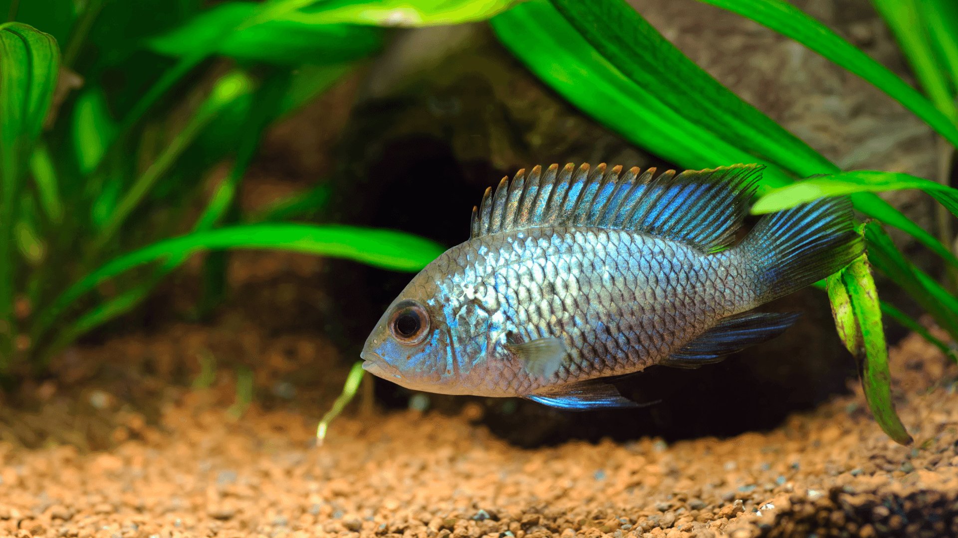 A photo of Blue acara