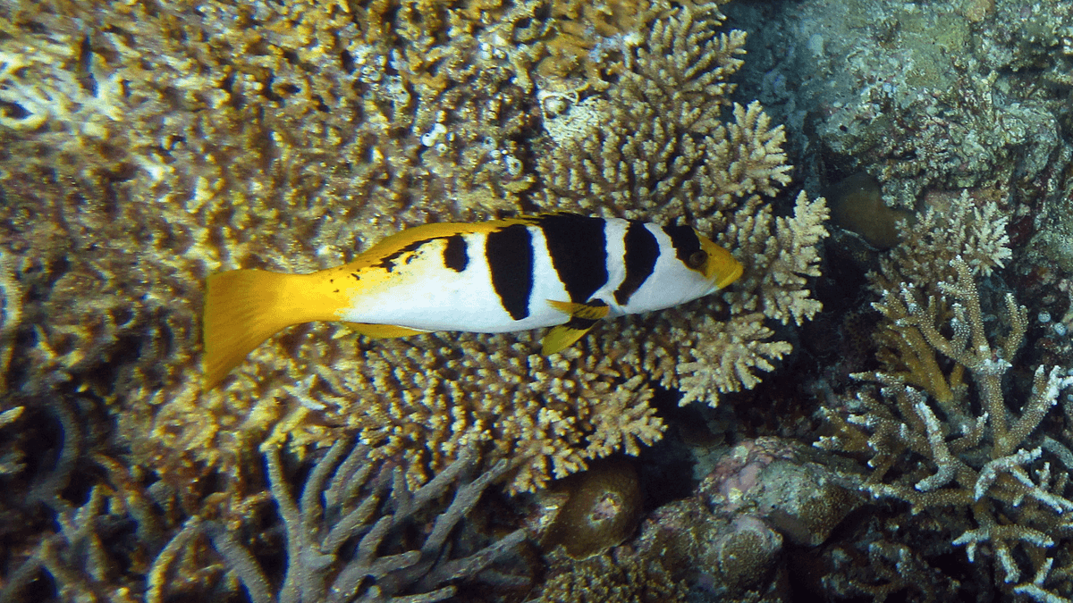 An image of a Saddle grouper