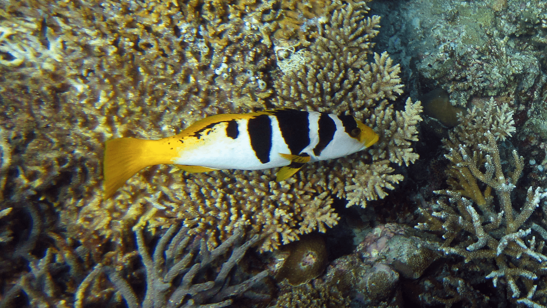 A photo of Saddle grouper