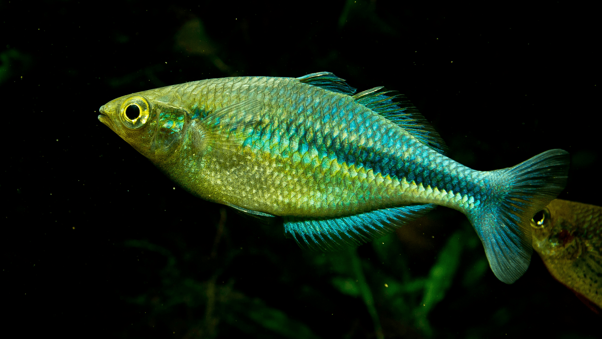 A photo of Lake Kutubu rainbowfish