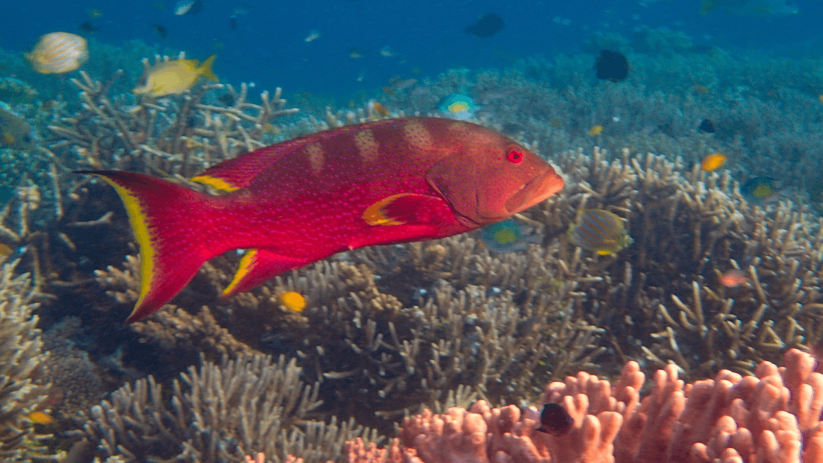 An image of a Lyretail grouper