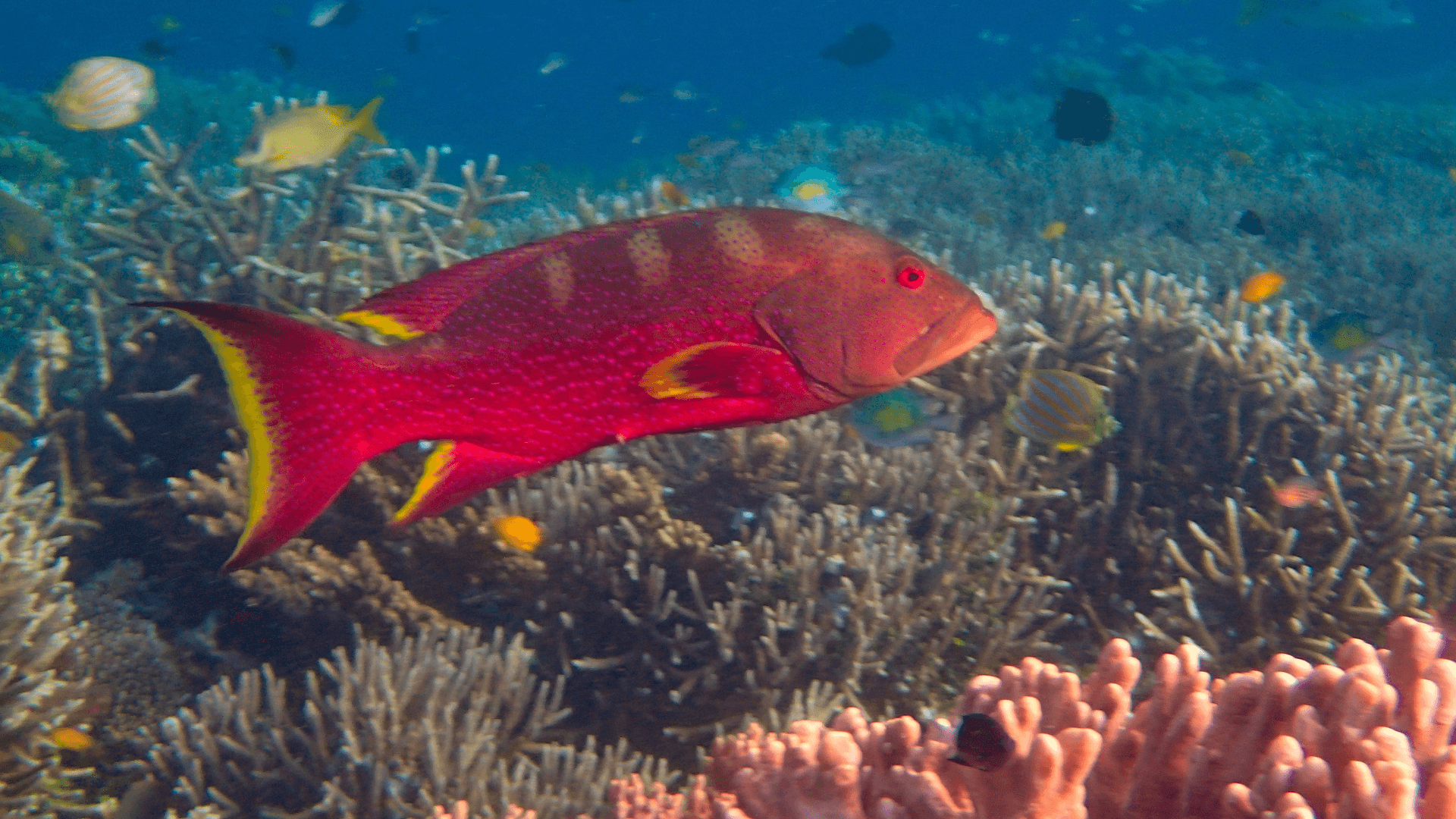 A photo of Lyretail grouper