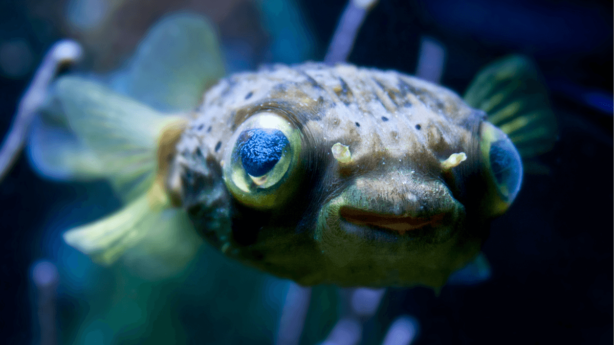 An image of a Porcupine pufferfish