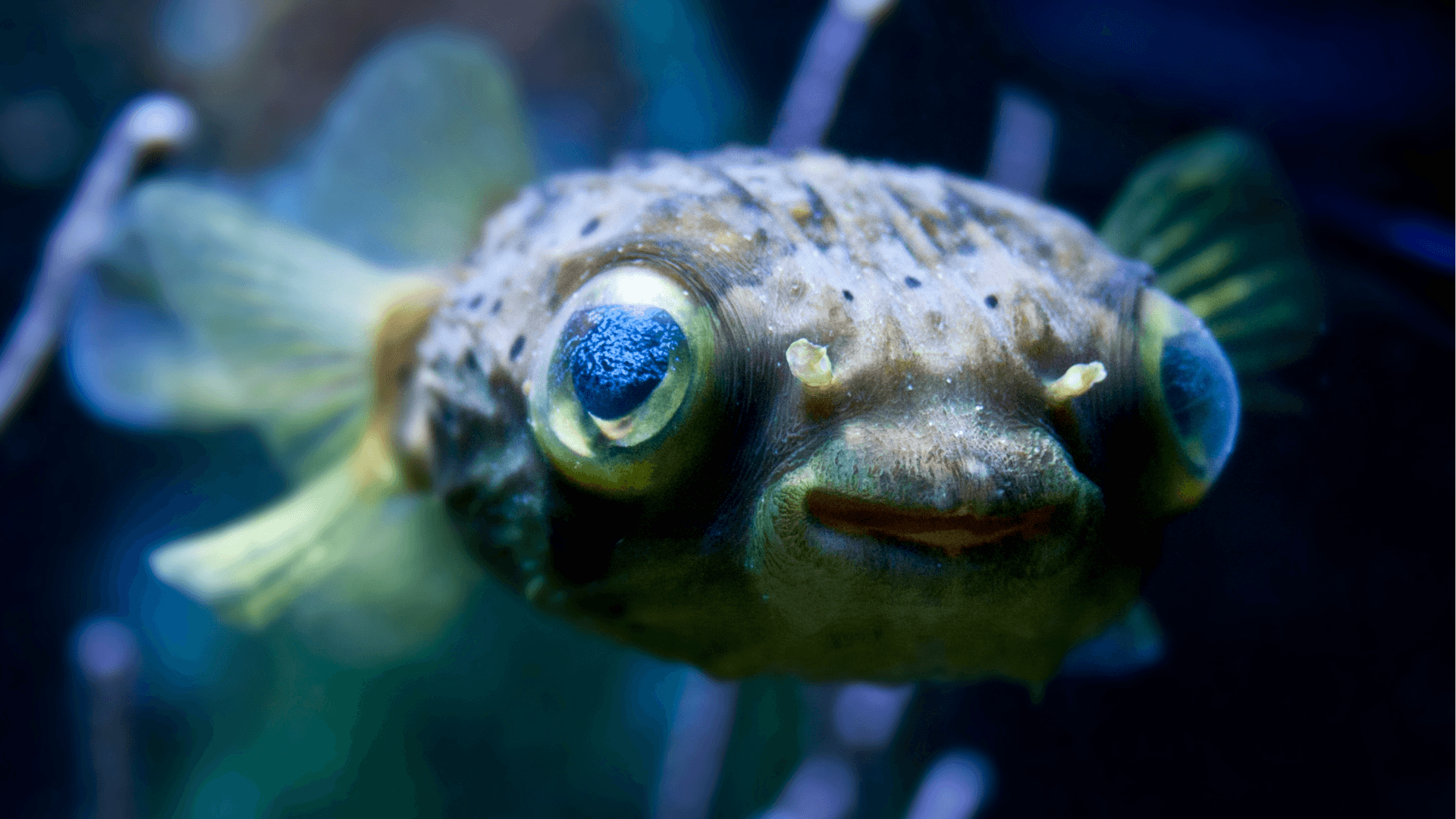 A photo of Porcupine pufferfish