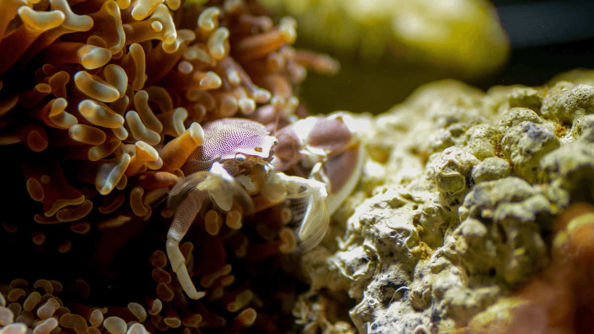 An image of a Porcelain Anemone Crab
