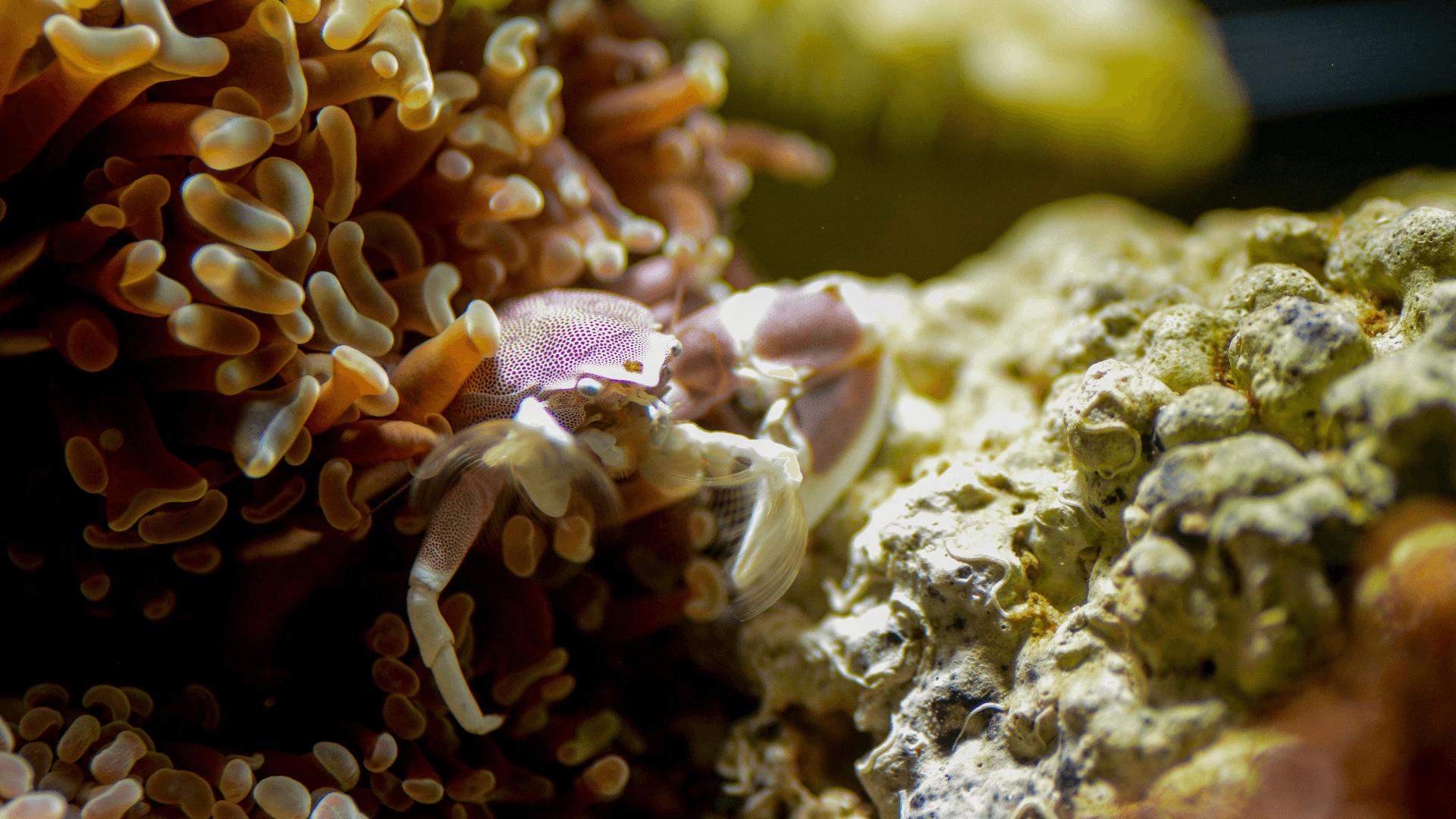 A photo of Porcelain Anemone Crab