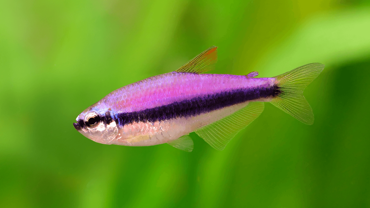 An image of a Royal tetra