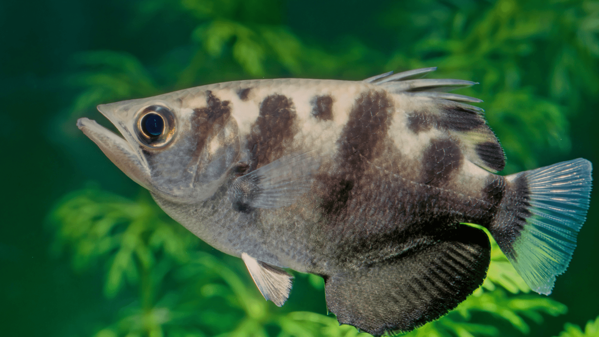 A photo of Banded archerfish
