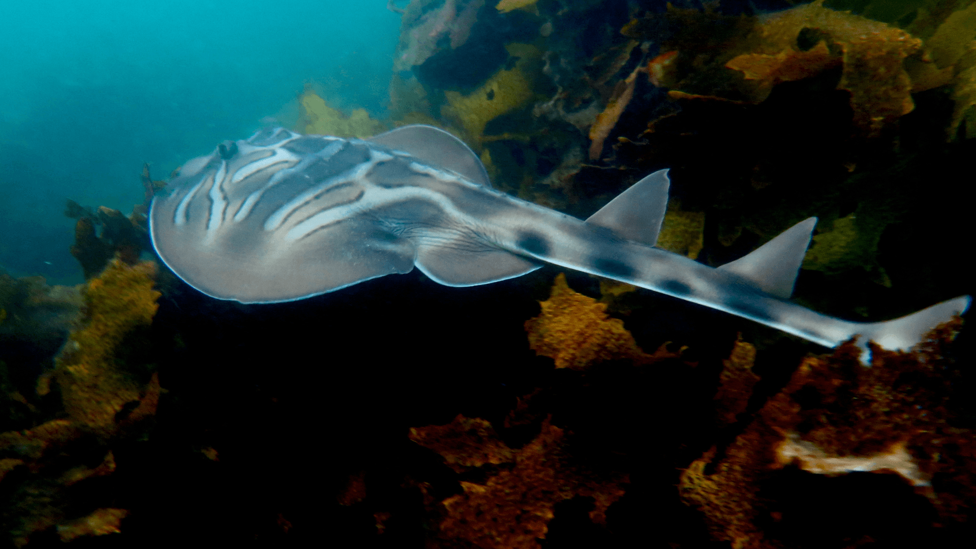 A photo of Eastern fiddler ray