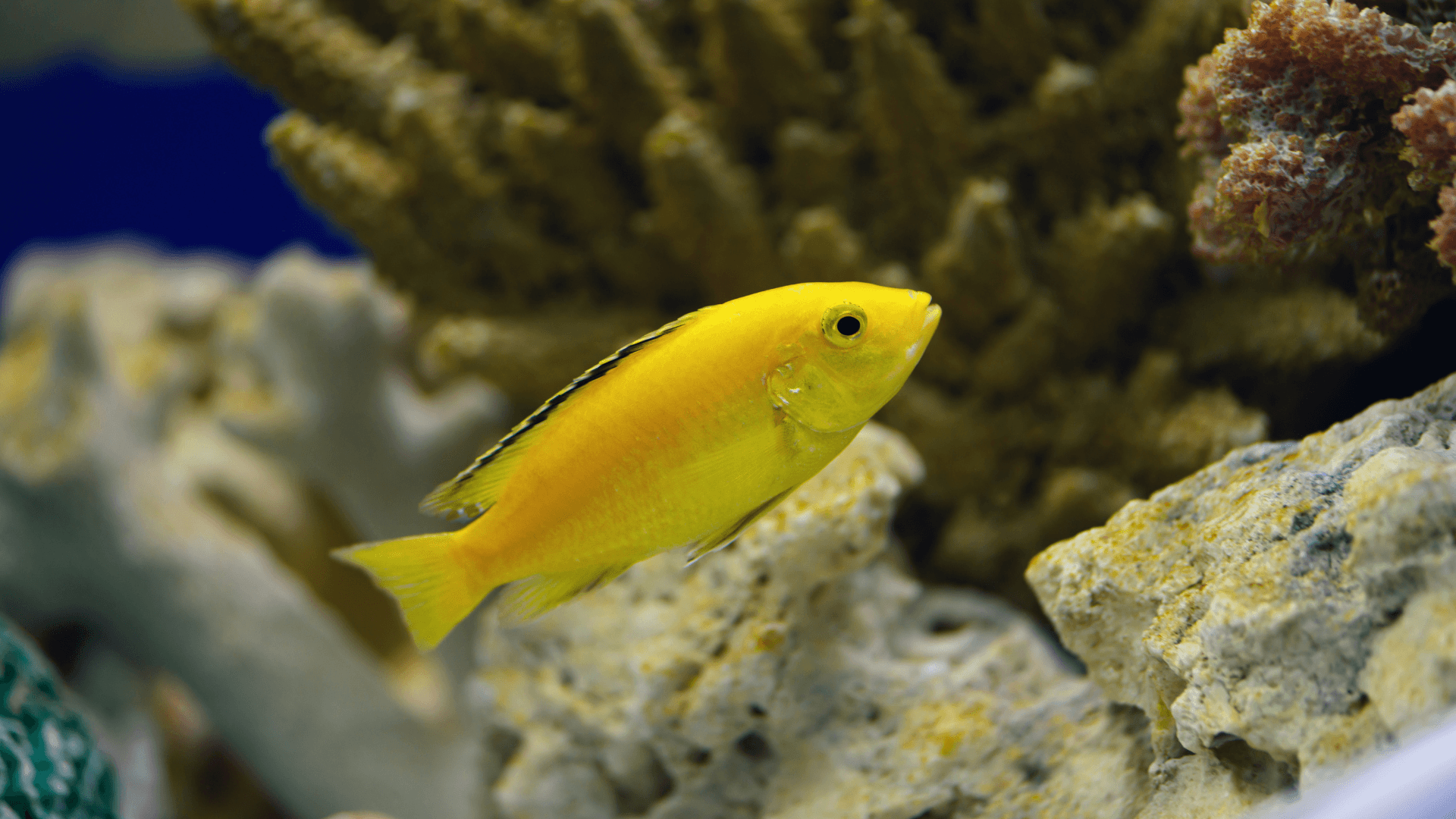 A photo of Lemon cichlid