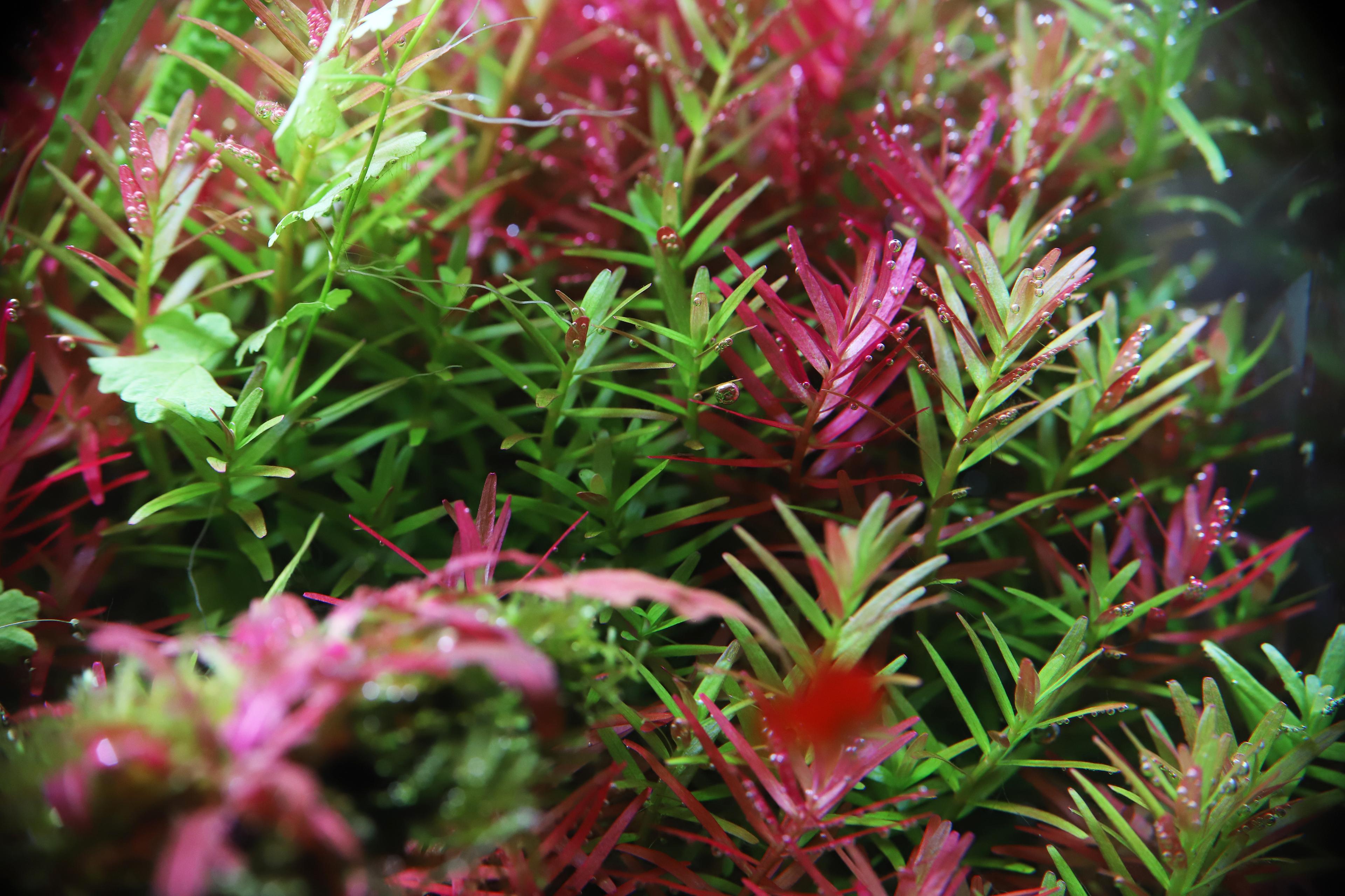 An image of a Rotala Indica