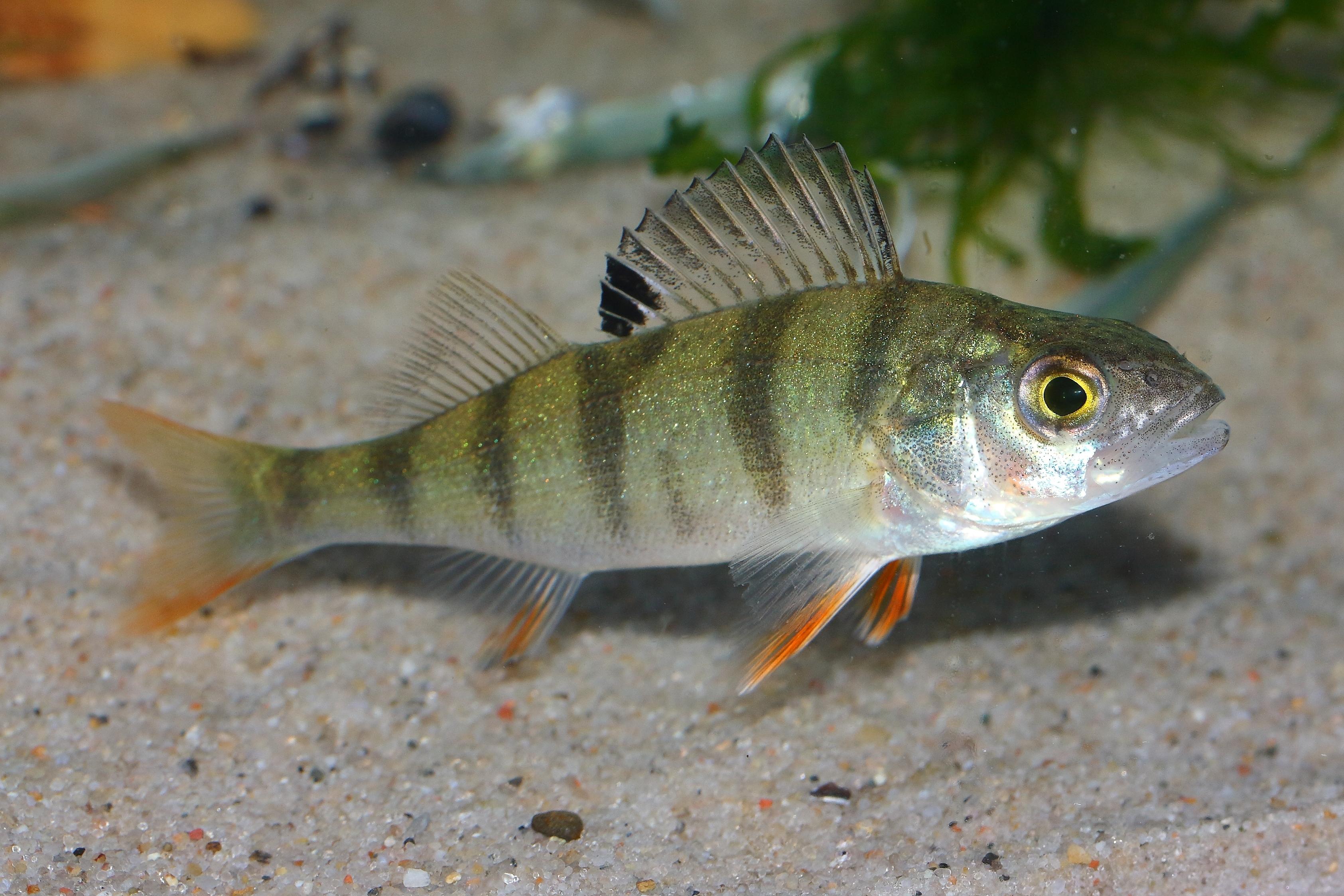 A photo of European Perch
