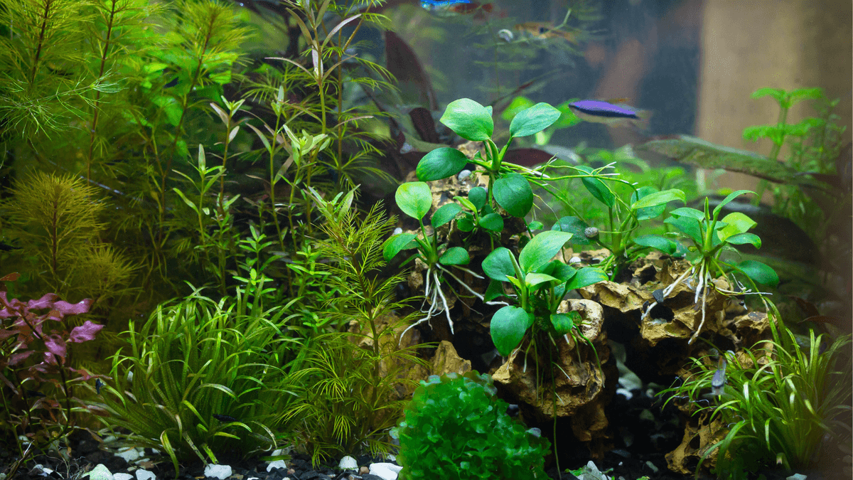 An image of a The Walstad Method: A Naturalistic Approach to Aquariums
