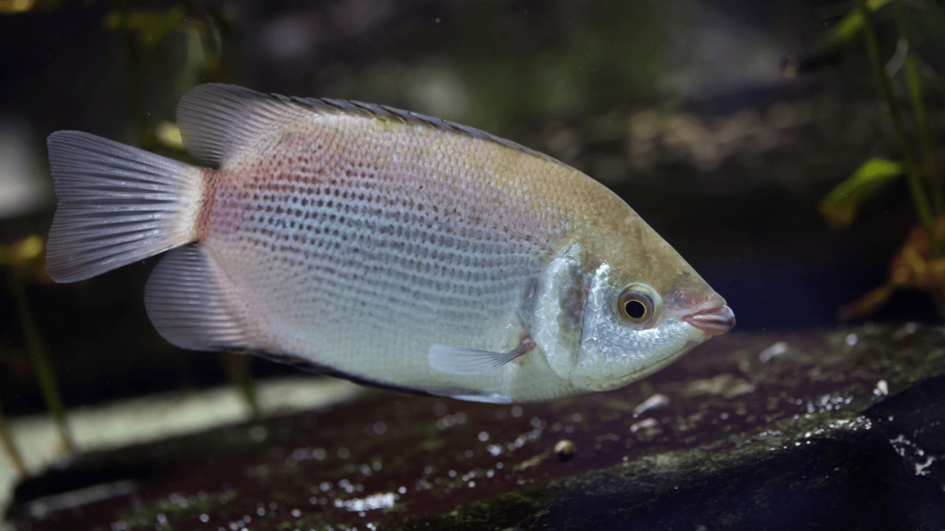 A photo of Kissing gourami