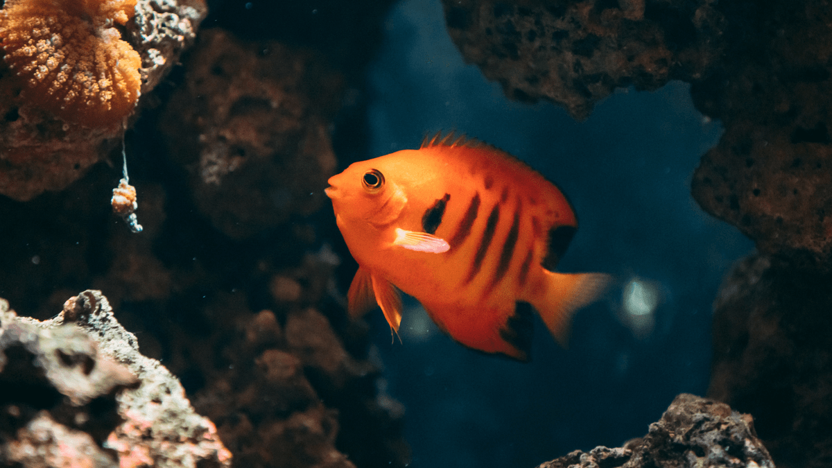 An image of a Flame angelfish