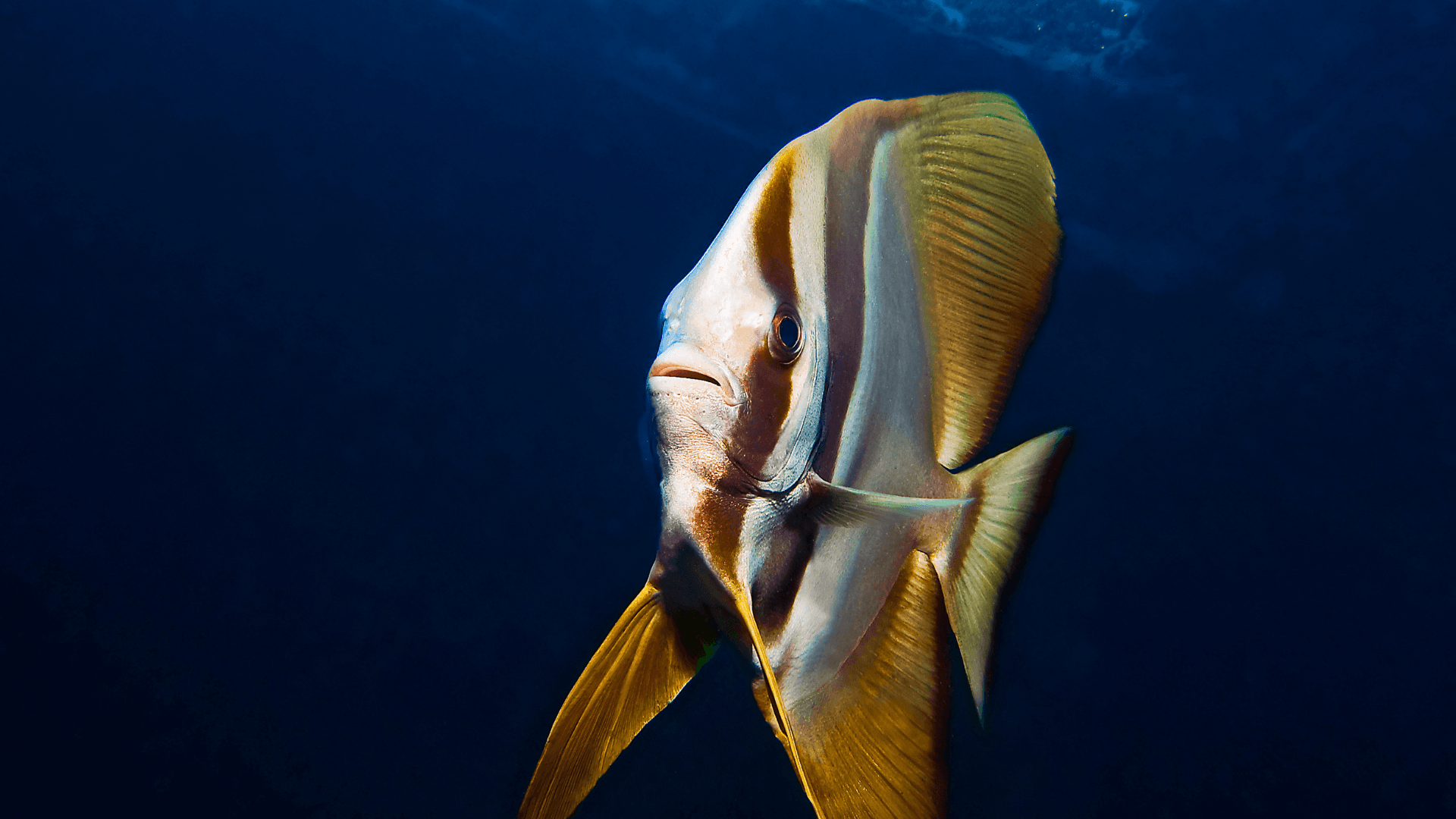 Teira batfish image 2