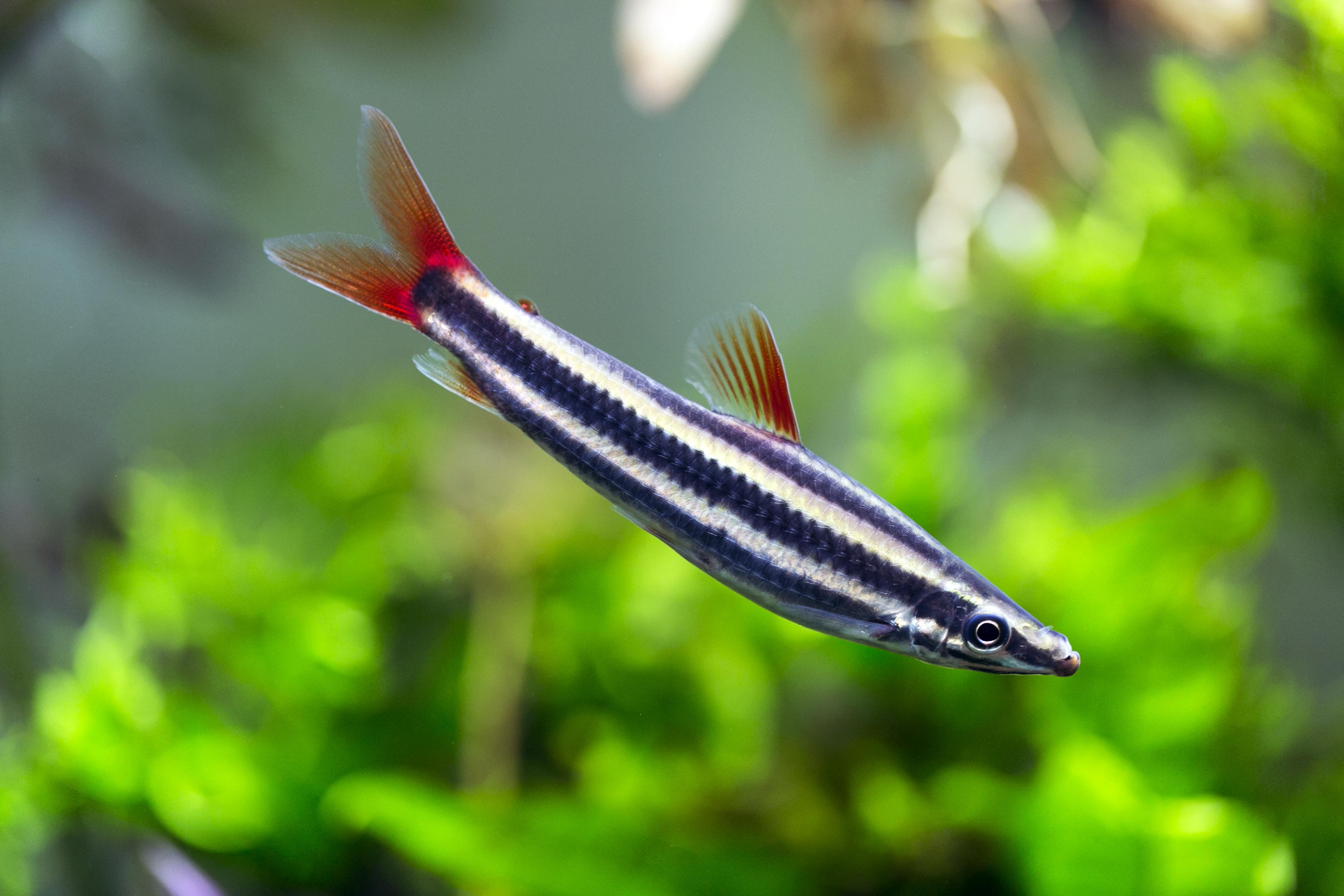 A photo of Striped headstander