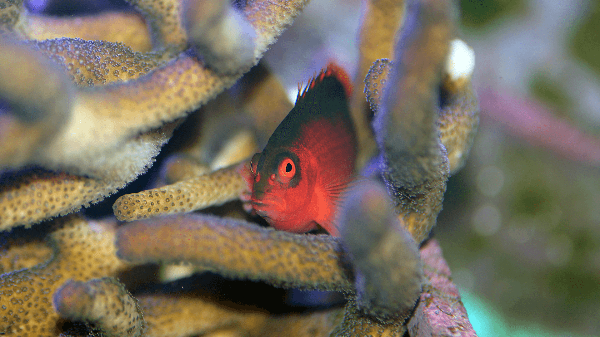 A photo of Flame hawkfish