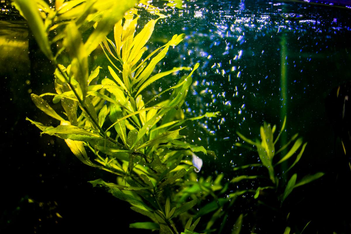 An image of a Hygrophila Polysperma